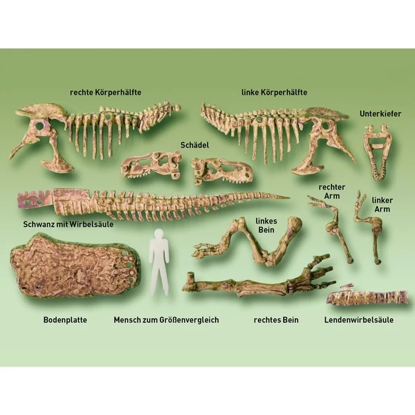 KOSMOS T-Rex 3D, Experimentierkasten – Bild 3